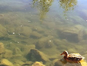 Swan swimming in lake