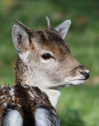 Close-up of deer looking away