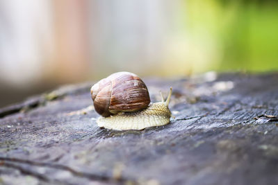 Close-up of snail on wood