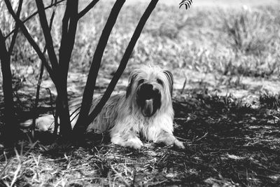 Dog standing on field