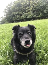 Portrait of dog on field