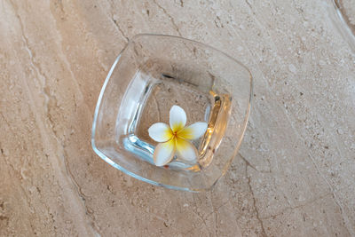 High angle view of white flowering plant