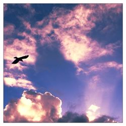 Low angle view of bird flying in sky