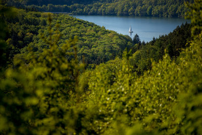 Scenic view of forest