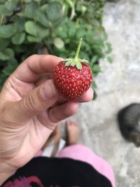 Close-up of hand holding strawberries