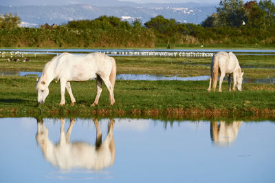 Horses on lake by farm against sky