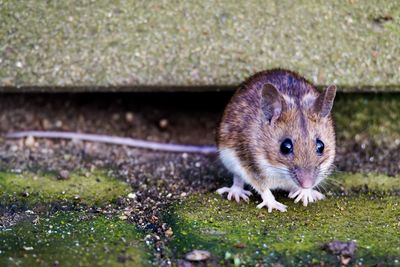 Close-up portrait of rat on field