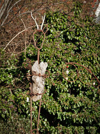 Close-up of cross statue against trees in forest