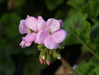 Close-up of pink flowering plant