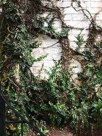 Close-up of ivy growing on tree