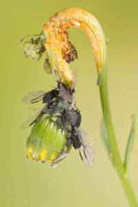 Close-up of insect on flower