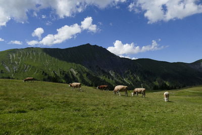 Cow grazing in a field