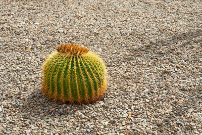 Close-up of plant