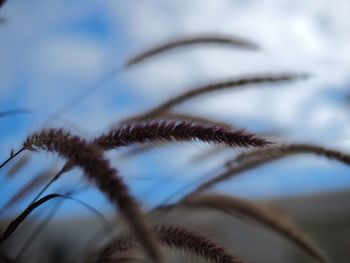 Close-up of crop against cloudy sky