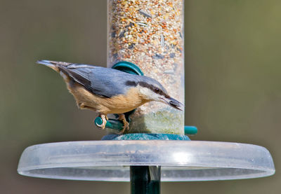 Close-up of bird perching on wall