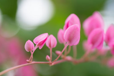 Close-up of pink flowering plant