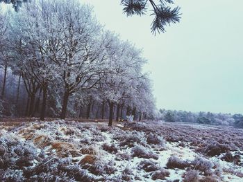 Trees on snow covered field against sky