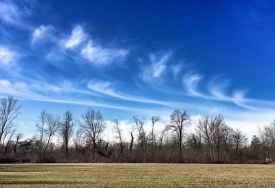 Bare trees on field against blue sky
