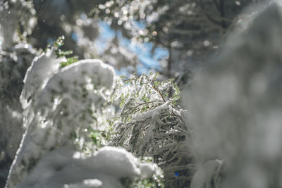 Close-up of frozen plant