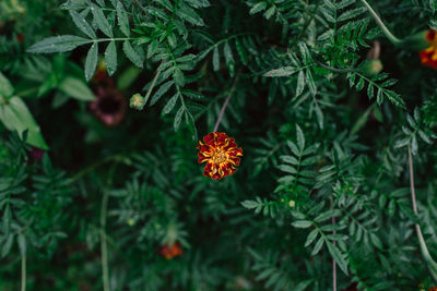 Close-up of flowering plant