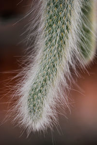 Close-up of  a exotic plant
