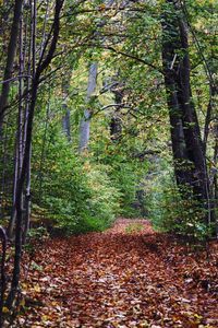 Trees in forest during autumn