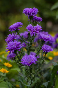 Close-up of purple flowering plants