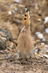 Close-up of a bird on land