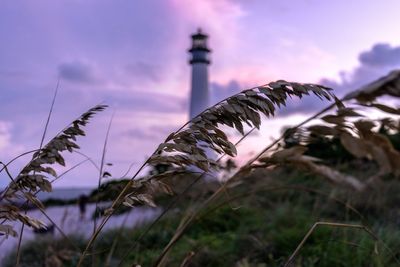 Close-up of grass against sky at sunset