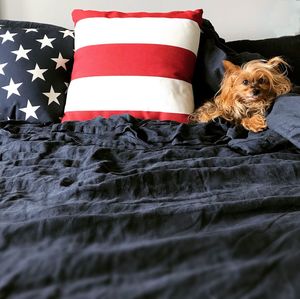 Dog relaxing on bed at home