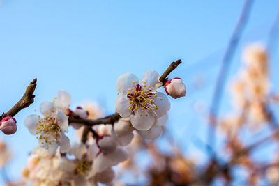 Low angle view of cherry blossom against clear sky