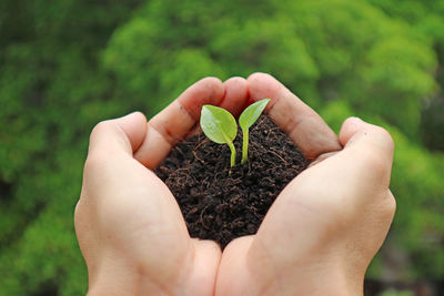 Closeup of a tiny seedling with soil in hand before planting