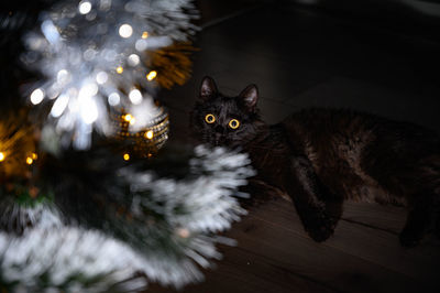 High angle view of cat on floor