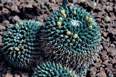 High angle view of succulent plant