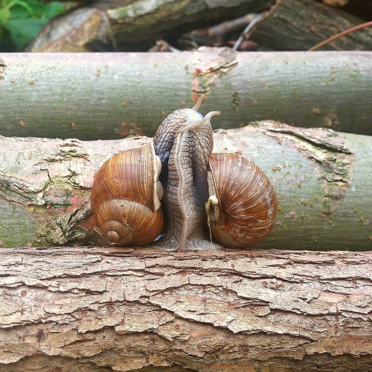 CLOSE-UP OF SNAIL