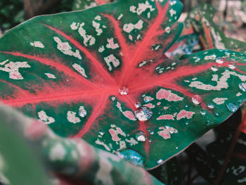 Close-up of red leaves