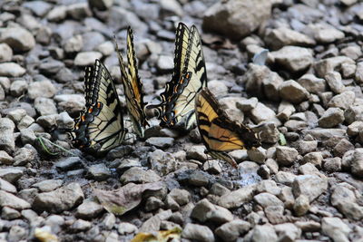 High angle view of butterflies on stones