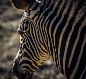 Close-up of a zebra