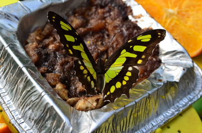 High angle view of butterfly in plate