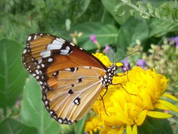 Close-up of butterfly pollinating on yellow flower