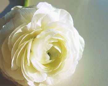 Close-up of white rose