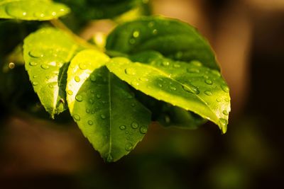 Close-up of wet plant leaves