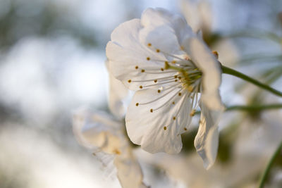 Close-up of white flower blooming on branch