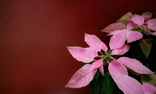 Close-up of pink flowers