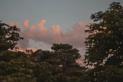 Low angle view of trees against sky