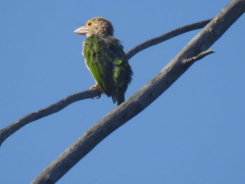 Low angle view of bird perching on branch against blue sky