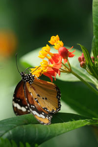 Close-up of butterfly pollinating on flower
