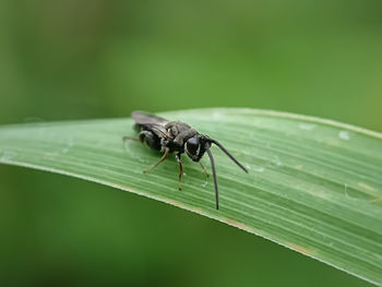 Close-up of insect on leaf