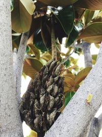 Close-up of fruits growing on tree