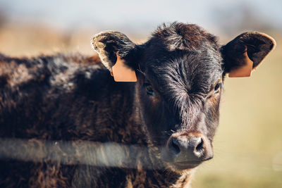 Close-up portrait of cow